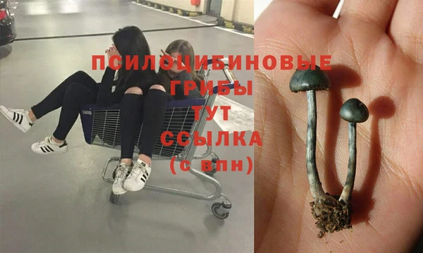 сатива Арсеньев